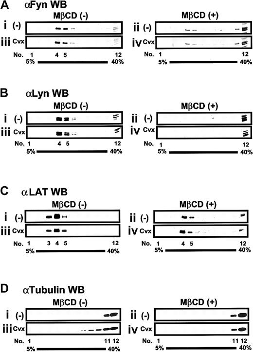 Fig. 7. Sucrose density-gradient fractionation of raft- and nonraft-associated molecules in platelets. / Platelets preincubated without (i, iii) or with (ii, iv) 20 mM MβCD were unstimulated (i, ii) or stimulated (iii, iv) with 20 ng/mL Cvx for 30 seconds, lysed in Triton X-100–containing buffer, and separated into 12 sucrose density fractions (1-12) as described in the legend to Figure 5. An equal volume of gradient fractions was separated by SDS-PAGE and blotted (WB) with each specified antibody.