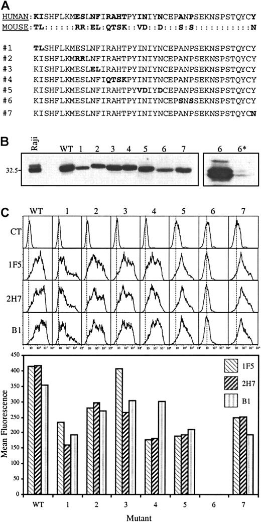 Fig. 1. Binding of CD20 mAbs is abolished by mutation of alanine-170 and proline-172. / (A) The human CD20 extracellular sequence was mutated toward the murine sequence to produce constructs 1 through 7. Mutated residues in constructs 1 through 7 are highlighted in bold. (B) Wild-type (WT) human CD20 and constructs 1 through 7 were expressed in HEK293 cells and equimolar amounts of cell lysates were tested for CD20 expression by immunoblot analysis using a polyclonal antibody generated against a cytoplasmic peptide (anti-CD20N). To confirm cell surface expression of construct 6, transfected cells were either untreated or treated with proteinase K before lysis (lanes 6 and 6*, far right). (C) Binding of anti-CD20 mAbs 1F5, 2H7, and B1 to transfected cells was monitored by flow cytometry (top); mean fluorescence values, with the isotype control values subtracted, are shown in the bar graph below. Results are representative of 6 independent experiments.