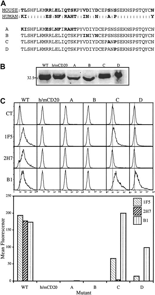 Fig. 2. Conversion of SNS in the murine CD20 sequence to ANP recovers binding of B1. / (A) The extracellular region of human CD20 was replaced with that from the murine sequence to generate the h/m chimera. Residues in the murine sequence were then mutated to produce constructs A through D. Mutated residues in constructs A through D are highlighted in bold. (B) Wild-type human CD20 (WT), h/m CD20, and constructs A through D were expressed in HEK293 cells and CD20 expression assessed by immunoblot analysis as in Figure 1. (C) Binding of anti-CD20 mAbs 1F5, 2H7, and B1 to transfected cells was monitored by flow cytometry (top); mean fluorescence values, with the isotype control values subtracted, are shown in the bar graph below. Results are representative of 4 independent experiments.