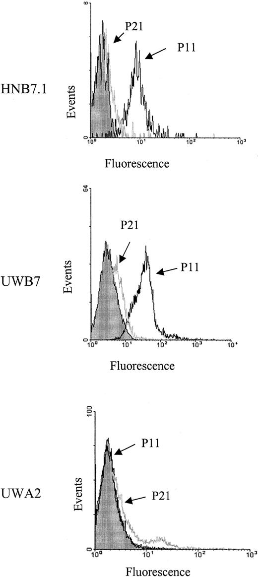 Fig. 4. FITC-conjugated allopeptides enable visualization of alloreactive CTLs. / Anti–HLA-B7 CTLs HNB7.1 were incubated with FITC-conjugated P11 or control peptide P21 at 4°C, and fluorescence was measured by flow cytometry. CTLs were successfully labeled by P11, but not by P21. To rule out peptide binding to the MHC alleles on the surfaces of CTLs rather than to the TCR, 2 CTL lines against A2 and B7, respectively, were raised from the same individual. P11 successfully labeled anti-B7 UWB7, whereas P21 labeled anti-A2 CTL only, indicating allospecific binding by the peptides.