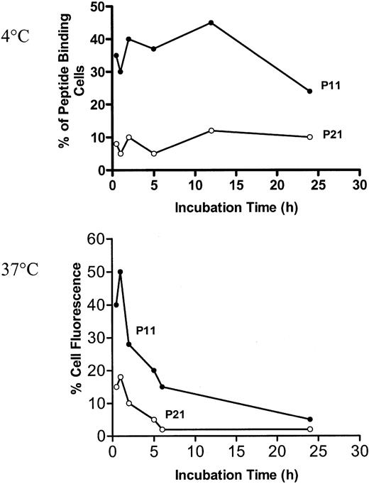 Fig. 5. CTL binding to allopeptides is temperature dependent. / Anti–HLA-B7 CTLs were labeled by P11 and were incubated at either 4°C or 37°C for 24 hours. At 4°C, the CTL binding to P11 was fairly stable for 12 hours but was much less stable at 37°C. Control peptide P21 remained low at both temperatures.