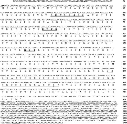Fig. 2. Nucleotide and deduced amino acid sequence of hIAN1. / Sequences of different cDNAs were used to obtain this sequence. The first ATG (nt 77) is preceded by an in-frame stop codon (TGA, written in bold letters and underlined) at position 51. The amino acids potentially involved in GTP binding are in italic, bold, heavily underlined letters, and the predicted coiled-coil domain is doubly underlined. The polyadenylation site is in bold letters and underlined.