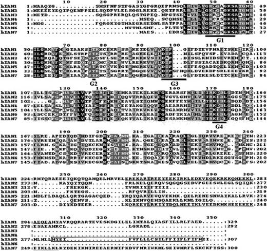 Fig. 4. Alignment of the different hIAN proteins found by screening the Genbank database with the hIAN1 GTP/GDP–binding domain. / Protein-sequence alignment was performed by means of ClustalX and displayed with Mac Box Shade 2.15 programs. Conserved amino acids are shaded in black while similar amino acids are shaded in gray. G1, G2, G3, and G4 motifs of the different hIAN proteins are heavily underlined; the coiled-coil domains of hIAN1 and hIAN7 are underlined; and the hydrophobic motif of the hIAN5 protein is boxed.