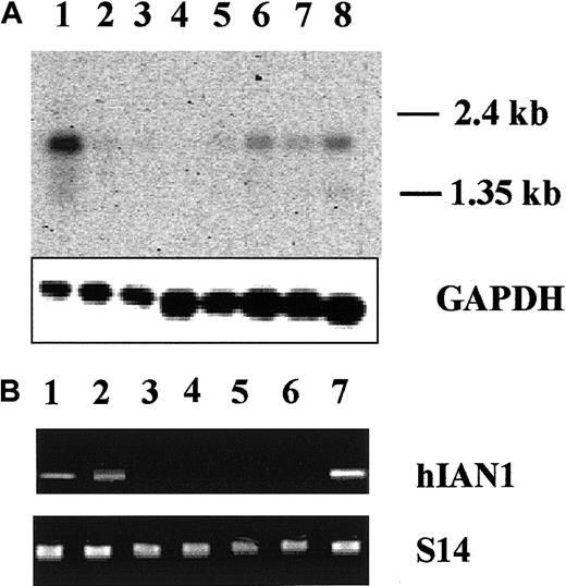 Fig. 8. hIAN1 mRNA expression pattern. / (A) Expression of hIAN1 mRNA in various human tissues. Clontech poly A+ Multiple Tissues Blot was hybridized with an hIAN1 probe. Each lane contains 2 μg poly A+ RNA. Lane 1, spleen; lane 2, thymus; lane 3, prostate; lane 4, testis; lane 5, ovary; lane 6, small intestine; lane 7, colon; lane 8, peripheral blood lymphocytes. The amounts of RNA loaded and transferred to the membrane were assessed by a GAPDH hybridization. (B) Expression of hIAN1 mRNA in mature hematopoietic cells. RT-PCR analysis of hIAN1 mRNA expression was performed on B lymphocytes (lane 1), T lymphocytes (lane 2), mature erythroid cells (lane 3), mature myeloid cells (lane 4), and mature megakaryocytic (lane 5) cells. Jurkat and Jurkat-ΔCOOH cells (lanes 6 and 7) were used as controls. The amount of cDNA used for PCR was normalized relative to the levels of the S14 gene product.