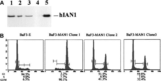 Fig. 10. Cell cycle analysis of BaF3-hIAN1 subclones following IL-3 withdrawal. / (A) Western blot analysis of 3 BaF3 subclones that expressed different amounts of the hIAN1 protein. Western blot was performed as described in “Materials and methods.” Lanes 1, 2, and 3 show 3 independent BaF3 subclones that contained various amounts of the hIAN1 protein (BaF3-hIAN1 clone 1, BaF3-hIAN1 clone 2, and BaF3-hIAN1 clone 3). Lane 4 shows the BaF3 parental cell line transfected with an empty vector (BaF3-E), and lane 5 is the hIAN1 protein detected in the Jurkat-ΔCOOH cells. (B) Cell cycle analysis of BaF3-E and BaF3-hIAN1 cells in the absence of IL-3. BaF3-E and BaF3-hIAN1 cells were cultured 14 hours in the absence of IL-3. The cells were then collected, permeabilized, and stained with propidium iodide. The cell cycle profile is expressed as number of cells against DNA content and shows the percentage of cells in each phase (G1, S, G2/M) as indicated.
