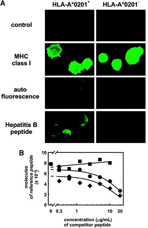 Fig. 5. Antigen loading of CD40–B cells. / (A) Specific binding of hepatitis-B core peptide was demonstrated by means of HLA-A*0201+ (left) and HLA-A*0201−(right) CD40–B cells. As negative control, autofluorescence of CD40–B cells and isotype control are shown. Staining for MHC class I was used as positive control. Identical imaging parameters were used throughout the experiment. (B) Binding affinity of the HLA-A2–binding peptides I540 (filled circles) and F18 (filled diamonds) and the pan-DR–binding peptide PADRE (filled squares) to CD40–B cells was determined by competition with the hepatitis-B core F18-FITC reference peptide. Fluorescence was analyzed by flow cytometry, and molecules of reference peptide were calculated by means of standardization beads (see “Materials and methods”).