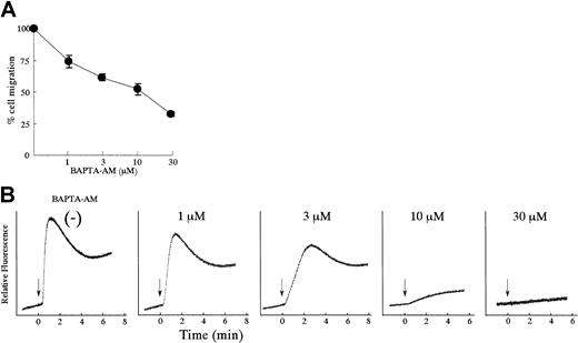 Fig. 2. Inhibition of Ca2+ mobilization suppresses SCF-induced cell migration. / (A) BAF/WT cells were preincubated with the indicated concentrations of BAPTA-AM for 30 minutes. Then, cell migration was induced by 30 ng/mL SCF in the presence of BAPTA-AM in both chambers. Data are shown as percentages of cells in lower chamber to the whole applied cells. The results are shown as the means ± SD of triplicate cultures. (B) Inhibition of Ca2+ influx of BAF3/KIT cells with BAPTA-AM. The cells were preincubated with BAPTA-AM for 30 minutes at 37°C. The intracellular Ca2+ concentration was measured as described above. Similar results were obtained from 3 independent experiments.