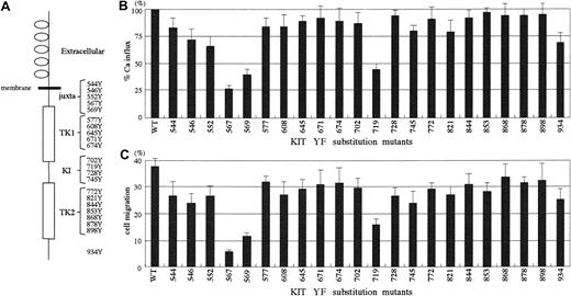 Fig. 3. Reduced Ca2+ mobilization and cell motility in Y567F, Y569F, and Y719F mutant cell lines. / (A) The schematic structure of murine KIT is shown with all tyrosine residue sites in the cytoplasmic region. The cytoplasmic domain contains 22 tyrosine residues. Extracellular indicates extracellular domain; Juxta, juxtamembrane domain; TK, tyrosine kinase domain; KI, kinase insert. (B) SCF-stimulated Ca2+ influx in 293T cells expressing WT or YF mutants. Cells were stimulated by 100 ng/mL SCF. Ca2+ influx was measured as described in Figure1. (C) SCF-stimulated cell migration in BAF3 cells expressing WT or YF mutants. Cell migration was induced by 30 ng/mL SCF. Data are shown as percentages of cells in lower chamber to the whole applied cells. The results are shown as the means ± SD of triplicate cultures. All experiments were repeated at least 3 times with similar results.