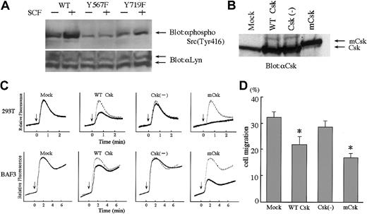 Fig. 4. Involvement of SFK in SCF-induced migration and Ca2+influx. (. / A) SCF-induced activation of Lyn. 293T cells were transiently cotransfected with Lyn and c-Kit constructs. After 18 hours of starving from serum, cells were stimulated with SCF (100 ng/mL) for 10 minutes and lysed. Total cell lysates were blotted with antiphospho Src antibody, which detects activated forms of SFK. Stripped membrane was reblotted with anti-Lyn antibody to prove the same loading. (B) Expression of Csk constructs. BAF3/KIT cells were stably transfected with WT-Csk, kinase dead Csk (Csk(−)) and constitutive active Csk (membrane-associated Csk; mCsk). The amounts of Csk proteins in total cell lysates were detected by blotting with anti-Csk. (C) Inhibition of Ca2+ influx by Csk. SCF-induced Ca2+ influx was measured in 293T cells transiently cotransfected with c-kit and Csk constructs BAF3/KIT cells stably transfected with Csk constructs. (D) Inhibition of cell migration by Csk. Cell migration toward 30 ng/mL SCF was analyzed in BAF3/KIT-expressing Csk constructs. Data are shown the same as Figure 3C. The asterisk represents a significant difference from a control (Mock) value (P < .01). Similar results were obtained from 3 independent experiments.