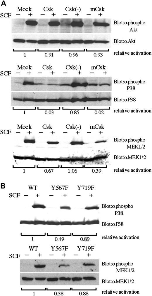 Fig. 5. Impaired activation of p38 MAPK and MEK1/2 by SCF in Y567F and Csk-expresssing cells. / (A) BAF3/KIT-expressing Csk constructs were starved from IL-3 for 12 hours, stimulated with 100 ng/mL SCF, and lysed. Total cell lysates were analyzed by Western blotting with indicated antibodies. Antiphospho Akt, antiphospho p38, and antiphospho MEK1/2 are antibodies specific for the activation state of respective proteins (upper lanes). Each membrane was stripped and reblotted with antibodies detecting total amount of respective proteins (lower lanes). The relative activation was quantitated by densitometric scanning of transblot bands. (B) Total cell lysates were prepared from BAF3 cells expressing WT KIT or YF mutants and analyzed by Western blotting with indicated antibodies as described in panel A. Three independent experiments were performed with comparable results.