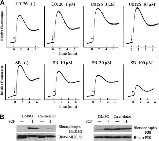 Fig. 7. Interaction of MAPKs and Ca2+ influx in KIT signal transduction. / (A) Effects of MEK1/2 inhibitor and p38 MAPK inhibitor on SCF-induced Ca2+ influx. BAF3/KIT cells were loaded with Indo 1-AM and incubated with or without U0126 or SB203580 at the indicated concentration for 30 minutes at 37°C. The intracellular Ca2+ concentration was monitored by measuring the relative fluorescence using a spectrofluorometer. (B) Effects of BAPTA-AM on SCF-induced MEK1/2 and p38 MAPK phosphorylation by Western blot analysis. BAF3/KIT cells were incubated with or without 10 μM BAPTA-AM for 30 minutes and then stimulated with 100 ng/mL SCF in the presence of the inhibitors. Similar results were obtained from 3 independent experiments.