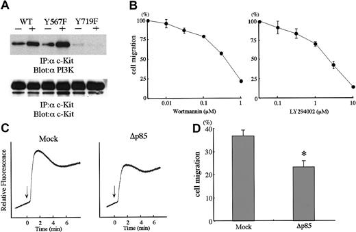 Fig. 8. Involvement of PI3K pathway in SCF-induced cell migration. / (A) Association of PI3K p85 subunit with KIT was lost in Y719F. Total cell lysates prepared as described in Figure 4 were immunoprecipitated with anti-KIT antibody and blotted with anti-p85 antibody. The membrane was reblotted with anti-KIT antibody. (B) Effects of PI3K inhibitors on SCF-induced cell migration. Two different inhibitors, wortmannin or LY294002, were preincubtaed with BAF3/KIT cells and induced for migration with 30 ng/mL SCF. Migration without inhibitors was calculated as 100%. The results are shown as the means ± SD of triplicate cultures. (C) Dominant-negative PI3K inhibits SCF-induced Ca2+ influx. BAF3/KIT cells were stably transfected with dominant-negative PI3K (Δp85) and analyzed for SCF-induced Ca2+ influx (SCF; 100 ng/mL). (D) Dominant-negative PI3K inhibits SCF-induced cell migration. BAF3/KIT cells stably transfected with Δp85 or mock vector were analyzed for SCF-induced cell migration (SCF; 30 ng/mL). The asterisk represents a significant difference from a control (Mock) value (P < .01). Similar results were obtained from 3 independent experiments.