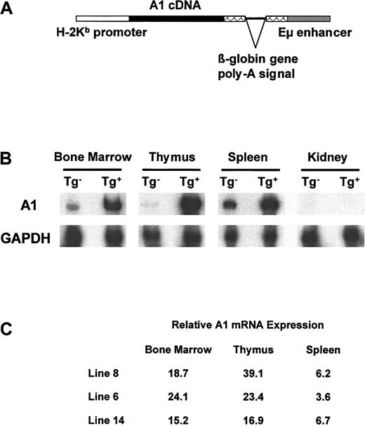 Fig. 1. Eμ-A1 transgenic mice. / (A) Eμ-A1 transgene construct, containing full-length A1-acDNA, Eμ enhancer, and H-2Kb promoter. (B) A1 mRNA expression in transgenic mice and wild-type littermates. Ribonuclease protection assays for A1-a and GAPDH control are shown for the indicated tissues for line 8 mice. (C) Overexpression ofA1-a mRNA in 3 Eμ-A1 transgenic mouse lines. Figures represent -fold increases in A1-a mRNA in the indicated tissues over those of wild-type littermates. Results are the mean from 2 animals of each genotype and are normalized to the GAPDH signal.