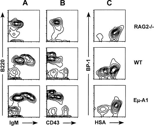 Fig. 2. Flow cytometric analysis of bone marrow B-lineage cells in Eμ-A1 mice. / Comparison with Rag-2−/− mice and wild-type (WT) littermates. (A, B) Bone marrow cells stained with antibodies to B220, IgM, and CD43 and gated on lymphocytes by scatter characteristics. (C) Four-color analysis of bone marrow cells stained with antibodies to B220, CD43, BP-1, and HSA and gated on B220+CD43+ pro–B cells.
