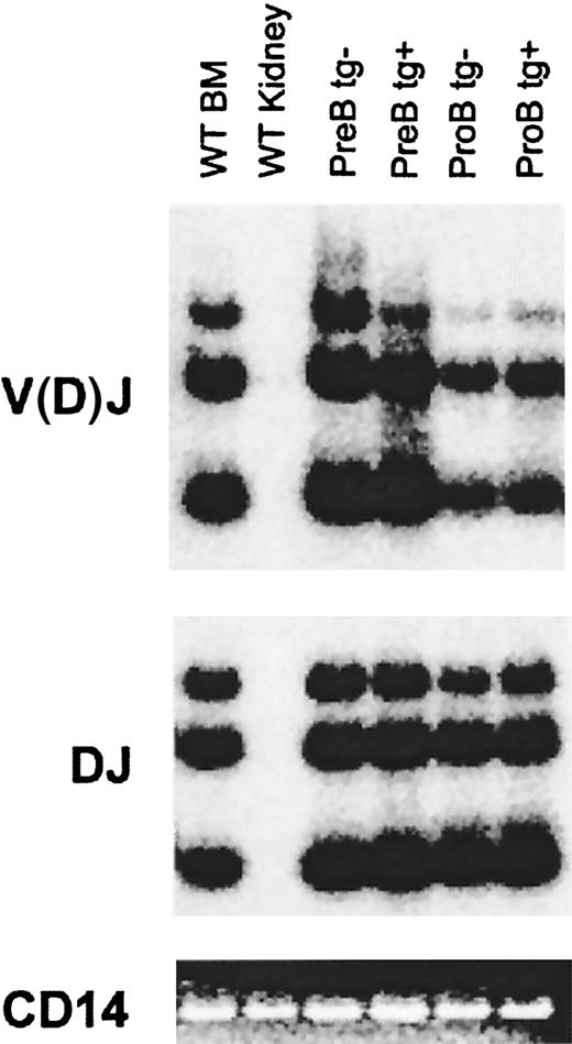 Fig. 4. IgH locus rearrangements in pre– and pro–B-cell subsets from Eμ-A1 transgenic mice. / DNA from IgM−B220+CD43+ and IgM−B220+CD43− bone marrow populations purified by cell sorting was amplified using PCR for DJ and V(D)J rearrangements under semiquantitative conditions. Southern blots of PCR products were hybridized with internal oligonucleotide probes (see “Materials and methods”). Parallel amplification of CD14 served as a control and was assessed by ethidium bromide staining.