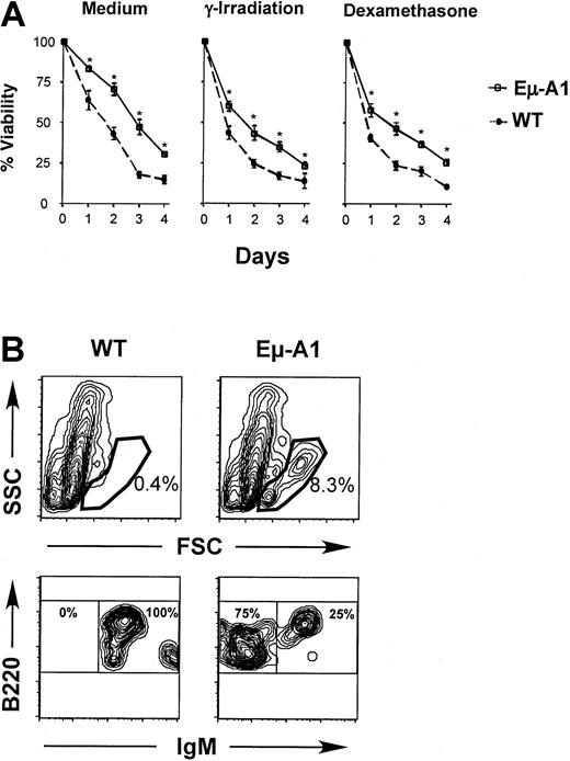 Fig. 5. Survival analysis of developing lymphoid cells in Eμ-A1 transgenic mice. / (A) Thymocytes from Eμ-A1 transgenic or wild-type (WT) littermates (3 mice aged 5 weeks in each group) were cultured in vitro with medium alone, after γ-irradiation (2.5 Gy), or in the presence of 0.2 μM dexamethasone. Viability on the indicated days was ascertained by trypan blue exclusion. Representative results from 1 of 2 independent experiments are shown. (B) Survival analysis of B-lineage bone marrow cells. Bone marrow was cultured for 11 days and subjected to flow cytometric analysis for the indicated markers. Analysis is based on 100 000 events. Upper panels show light-scatter parameters on B220+ events and gate used to classify viable lymphoid cells. Lower panels show B220 and IgM expression on gated data. Percentages within each gate are shown. Data are representative of 2 experiments (the second was assayed after 12 days), each containing 2 or 3 mice of each genotype.