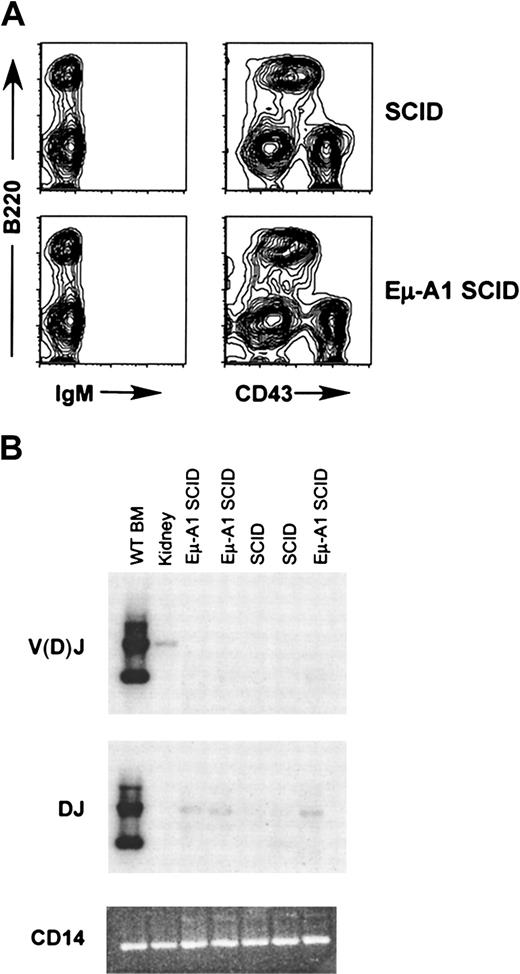 Fig. 6. B-lineage development in Eμ-A1 SCID mice. / (A) Flow cytometric analysis of bone marrow of SCID mice with and without the Eμ-A1 transgene. B-lineage cells were IgM−and CD43+ and were indistinguishable from nontransgenic SCID littermates. Results are representative of 7 mice analyzed for each genotype. (B) Analysis of IgHI DJ and V(D)J rearrangements in SCID and Eμ-A1 SCID bone marrow using PCR. A faint DJ rearrangement signal is seen in the Eμ-A1 SCID samples, but no V(D)J rearrangements were detected. Wild-type bone marrow and kidney are shown for comparison. The V(D)J signal in the kidney sample likely reflects low levels of lymphoid cells in the organ.