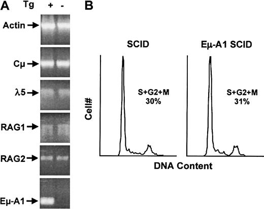 Fig. 7. Analysis of bone marrow pro–B cells in SCID and Eμ-A1 SCID mice. / (A) Expression of mRNA for genes required for pre–B-cell development in 6-week-old mice. Bone marrow RNA was amplified using RT-PCR under semiquantitative conditions. Actin mRNA was amplified in parallel as a loading control. Eμ-A1 mRNA transcript is specific for the transgene. (B) Cell-cycle analysis of pro–B cells. Analysis of DNA content by DAPI staining was gated on B220+ cells. Percentages of cells in S and G2+M phases of the cell cycle were determined using FlowJo software.