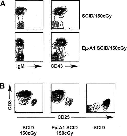 Fig. 8. Analysis of B- and T-lymphoid development after irradiation of newborn SCID mice. Mice were analyzed 22 days after irradiation with 150 cGy shortly after birth. / (A) Flow cytometric analysis of bone marrow with markers indicated. No rescue of pre–B-cell development was observed. (B) Rescue of CD4+CD8+ thymocytes, in comparison with unirradiated SCID control. Plots show CD8+ cells (which also expressed CD4) in comparison with CD25+ prothymocytes, which were negative for both CD4 and CD8.