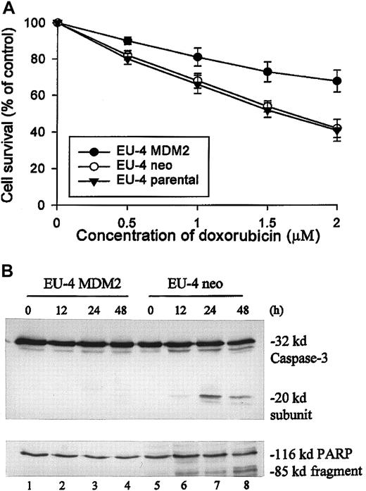 Fig. 3. Comparison of sensitivity to doxorubicin between MDM2-transfected EU-4 cells and control cells. / (A) Parental EU-4 cells and cells stably transfected with either CMV-MDM2 plasmid (EU-4 MDM2 from clone shown in Figure 2, lane 6) or CMV-neo plasmid (EU-4/neo) were cultured with different concentrations of doxorubicin for 48 hours, and cell survival was determined by XTT assay. (B) Results of Western blot assay for activation of caspase-3 and cleavage of its substrate, PARP, in EU-4 MDM2 and EU-4 neo cells that were treated with doxorubicin at 1.5 μM for indicated times. Anti–caspase-3 antibody recognized the 32-kd unprocessed proprotease and the 20-kd subunit. Anti-PARP detected an 85-kd fragment cleaved from the 116-kd PARP holoenzyme.