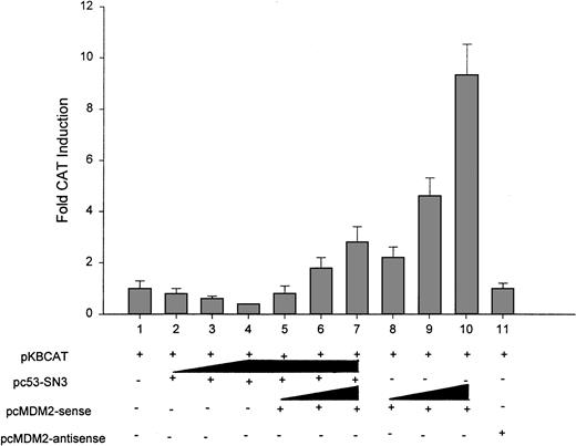 Fig. 4. Effect of MDM2 on activation of p65 promoter in transient transfection assays. / EU-4 cells were cotransfected with 10 μg pKBCAT (containing the p65 promoter) and either increasing amounts (1, 5, and 10 μg) of wt p53 (lanes 2-4) or increasing amounts (1, 5, and 10 μg) of MDM2-sense in the presence (lanes 5-7) or absence (lanes 8-10) of a fixed amount (10 μg) of wt-p53. The pKBCAT was cotransfected with 10 μg MDM2-antisense plasmid (lane 11) as control. Total concentration of DNA was adjusted to 30 μg per transfection with empty pCMV-neo-Bam vector. Electroporation was performed at 300 V and 950 μF. At 48 hours after transfection, cell extracts were analyzed for CAT protein expression with a CAT ELISA kit. Data represent mean ± SD of 3 independent experiments. A value of 1 was assigned to CAT expression from the transfection with pKBCAT plasmid alone.
