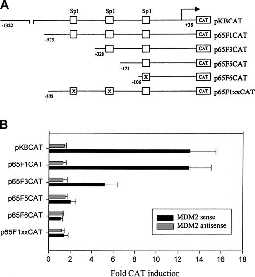 Fig. 5. Deletion and mutation analysis of the p65 promoter activity. / (A) Schematic representation of p65 promoter-CAT reporter plasmids as described previously29: pKBCAT containing the full-length promoter; p65F1CAT, p65F3CAT, and p65F5 CAT containing a series of deleted promoters; p65F6CAT containing deleted promoter with the third Sp1-binding site mutated by site-directed mutagenesis; P65F1xxCAT, the p65F1CAT in which the first 2 Sp1 sites were mutated by site-directed mutagenesis. (B) Transient transfection and CAT assay. EU-4 cells were cotransfected with 10 μg MDM2 sense or antisense plasmid plus 10 μg p65 promoter constructs. Electroporation and CAT assays were performed as described in Figure 4. Fold CAT induction shows the comparison of cotransfection of MDM2 plasmid and promoter-CAT construct with transfection of individual promoter-CAT construct alone.
