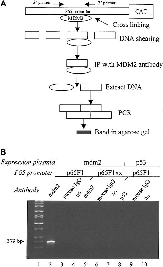 Fig. 6. CHIP assay to detect the ability of MDM2 to bind to the p65 promoter in vivo. / (A) Flow chart of the experimental design. (B) Agarose gel electrophoresis shows the PCR results from each CHIP assay. MDM2 expression plasmid and either wt p65F1 (lane 2) or mutant p65F1xx (lane 5) were cotransfected into EU-4 cells and precipitated with anti-MDM2 antibody. The p53 expression plasmid and wt p65F1 were also cotransfected into EU-4 cells and precipitated with anti-p53 antibody (lane 8) to detect the ability of p53 to bind to the p65 promoter. For negative control, immunoprecipitation was performed using a normal mouse IgG, or it was performed in the absence of antibody (no) in each experiment (lanes 3, 6, 9 and 4, 7, 10, respectively). Lane 1 shows DNA size markers. PCR product (379 bp) in lane 2 contains the first 2 Sp1-binding sites in the p65 promoter.