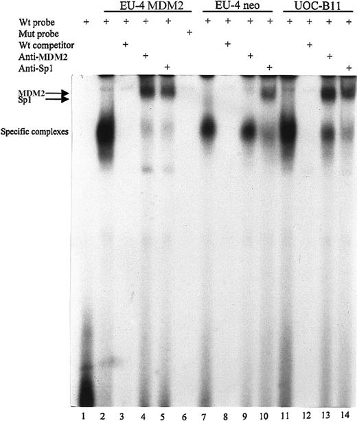 Fig. 7. EMSA to examine the binding of MDM2 to the first Sp1 site of the p65 promoter. / Nuclear extracts from UOC-B11 cells and MDM2 and control plasmid-transfected EU-4 cells (EU-4 MDM2 and EU-4 neo) were incubated in binding reactions with annealed and 32P-labeled wt or mutant (mut) oligonucleotide probe containing the first Sp1-binding site of the p65 promoter. Samples were run on a nondenaturing 5% polyacrylamide gel and were imaged by autoradiography. Lane 1, labeled wt probe without nuclear extracts; lanes 2 to 5, labeled wt probe incubated with nuclear extracts of EU-4 MDM2; lane 6, labeled mut probe with nuclear extracts of EU-4 MDM2; lanes 7 to 10, labeled wt probe with nuclear extracts of EU-4 neo cells; lanes 11 to 14, labeled wt probe with nuclear extracts of UOC-B11 cells. In reactions depicted in lanes 3, 8, and 12, 25-fold molar excess of nonlabeled wt oligonucleotide was added. In reactions depicted in lanes 4, 9, and 13, cell extracts were preincubated with 2 μg anti-MDM2 antibody for 1 hour at 4°C before probes were added. In reactions depicted in lanes 5, 10, and 14, cell extracts were preincubated with 2 μg anti-Sp1 antibody. Specific protein–DNA complexes and supershift with anti-MDM2 and anti-Sp1 antibodies are indicated.