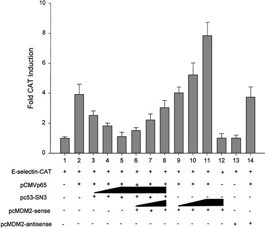 Fig. 8. Effect of MDM2 on p65-dependent transcription. / EU-4 cells were cotransfected with 2 μg E-selectin promoter-CAT reporter construct or 5 μg p65 expression plasmid alone (lane 2), either with increasing amounts (1, 5, and 10 μg) of wt p53 (lanes 3-5) or with increasing amounts (1, 5, and 10 μg) of MDM2-sense in the presence (lanes 6-8) or absence (lanes 9-11) of a fixed amount of wt p53 (10 μg). MDM2 sense and antisense alone (10 μg), respectively, were cotransfected with E-selectin promoter-CAT as controls (lanes 12, 13). Controls also included cotransfection with E-selectin, p65, and MDM2 antisense (lane 14). Total concentration of DNA was adjusted to 27 μg per transfection with empty pCMV-neo-Bam vector. Transfection and CAT ELISA assay were as described in Figure 4.