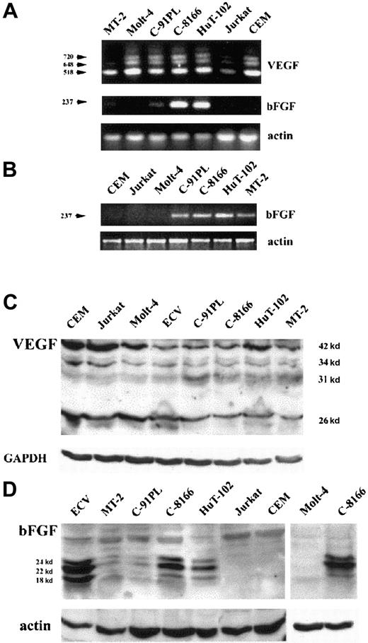Fig. 1. HTLV-I–positive cells produce VEGF and bFGF. / (A,B) Analysis of VEGF and bFGF mRNA isoforms. HTLV-I–transformed cells (HuT-102, MT-2, C8166, C91PL) and HTLV-I–negative cells (Molt-4, Jurkat, CEM) were analyzed for VEGF and bFGF mRNA expression by RT-PCR using 100 ng total RNA (A). bFGF mRNA expression was also assessed by RT-PCR using 500 ng total RNA (B). (C,D) Detection of cell-associated VEGF and bFGF proteins. Total cell extracts from HTLV-I–transformed cells, HTLV-I–negative cells, and endothelial cells (ECV-304) were analyzed by Western blot using anti-VEGF– (C) and anti-bFGF– (D) specific antibodies. Antiactin and anti-GAPDH antibodies were used for assessment of protein loading.