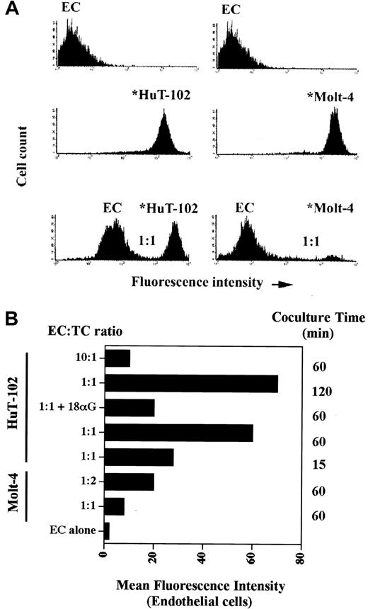 Fig. 6. Adhesion and dye transfer from HTLV-I–transformed cells to endothelial cells. / Flow cytometry analyses of cocultures of unlabeled HAECs (ECs) with calcein-labeled HTLV-I–positive cells (*HuT-102) or control cells (*Molt-4). (A) The relative height of the peak of HuT-102 or Molt-4 cells in comparison with that of HAECs is a measure of cell adhesion. The increase in the MFI of endothelial cells reflects dye transfer through gap junctions from the leukemic cells. Endothelial cells were cocultured for 1 hour with calcine-labeled tumor cells at a ratio of 1:1. (B) Histogram analysis of MFI of endothelial cells under different coculture conditions. Cells were cocultured at different endothelial cell–tumor cell ratios (EC = TC) and time intervals as indicated.