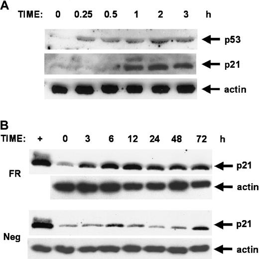Fig. 5. Forskolin and rolipram stimulation leads to sequential induction of p53 and p21 proteins. / CEM cells were stimulated with 20 μM forskolin and 20 μM rolipram, and cell extracts obtained at various time points were analyzed by parallel immunoblots using anti-p53, anti-p21, and antiactin antibodies. (A) An early time course shows that induction of p53 protein is detected by 15 minutes of treatment with forskolin and rolipram, with p21 protein subsequently detected by 1 hour. The actin control demonstrates equivalent loading in all lanes. (B) Prolonged induction of p21 protein is seen during a longer time course in cells treated with forskolin and rolipram (FR), with a peak at 12 hours, but sustained elevation is still seen at 72 hours. Extracts collected from negative control cells at parallel time points (Neg) show only very low level increases in p21 levels compared to the robust induction in treated cells. The magnitude of p21 protein induction is comparable to that seen in positive control extracts from NIH 3T3 fibroblasts treated with etoposide for 8 hours (first lane, +).