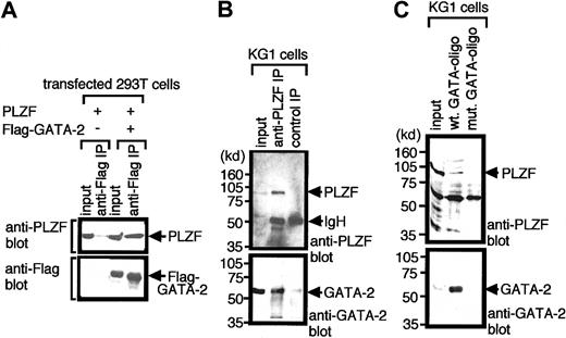Fig. 1. Interaction of GATA-2 with PLZF in mammalian cells. / (A) Nuclear extracts of 293T cells transfected with expression plasmids encoding PLZF or Flag-GATA-2 were immunoprecipitated (IP) with anti-Flag antibody and were analyzed by Western blotting with anti-PLZF (top panel) or anti-Flag (lower panel) antibodies. Nonimmunoprecipitated material (10% input) was analyzed as a control for appropriate expression of proteins programmed by transfected plasmids. (B) Nuclear extracts of hematopoietic KG1 cells were immunoprecipitated with anti-PLZF antibody and analyzed by Western blotting with anti-PLZF (top panel) or anti-GATA-2 (lower panel) antibody. Input (10%) was used as a control for appropriate expression of the proteins. Numbers on the left indicate positions of molecular weight markers in kilodaltons. (C) Nuclear extracts of KG1 cells were incubated with biotinylated oligonucleotides harboring GATA motifs (wt GATA-oligo) or biotinylated mutant oligonucleotides in which GATA motifs were changed to TTTA (mut GATA-oligo). Oligonucleotides were then recovered by streptavidin–agarose beads, and the precipitated proteins were analyzed by Western blotting with anti-PLZF (top panel) or anti-GATA-2 (lower panel) antibody. Input (10% input) was used as a control. Note that GATA-2 and PLZF coprecipitated in transfected cells (A) and native hematopoietic cells (B). Endogenous GATA-2 had a capacity to recruit PLZF to GATA motifs in DNA (C).