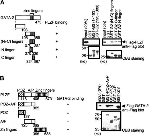 Fig. 3. Mapping of regions of GATA-2 and PLZF involved in the interaction by GST pull-down experiments. / (A) GST fusion proteins containing the indicated portions of GATA-2 were tested for the ability to bind Flag-tagged PLZF contained in 293T cell nuclear extract programmed with Flag-PLZF expression plasmids. The first and last amino acids of GATA-2 region present in the various GST fusions are indicated, and the abilities of the proteins to bind PLZF are summarized. Western blot analysis of the pull-down materials using anti-Flag antibody is shown on the right (top panel), and Coomassie brilliant blue (CBB) staining is presented in the lower panel to allow assessment of the quality and quantity of the various GST–GATA-2 proteins used. Numbers on the left indicate positions of molecular weight markers in kilodaltons. (B) Reciprocal pull-down analysis in which various GST–PLZF fusion proteins were analyzed for the ability to bind Flag-tagged GATA-2.
