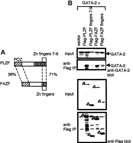 Fig. 4. Interaction of GATA-2 with FAZF. / (A) Schematic drawing of PLZF and FAZF. Percentages represent the homology between the indicated domains. (B) 293T cells transfected with an expression plasmid for GATA-2 in combination with an expression plasmid for Flag-tagged versions of PLZF, PLZF zinc fingers 7 to 9, FAZF, or FAZF zinc fingers. Cell lysates were prepared and immunoprecipitated (IP) with anti-Flag antibody. Immunoprecipitated materials were analyzed by Western blot analysis with anti–GATA-2 (top) and anti-Flag (bottom) antibodies. Input (10%) was used as a control for appropriate expression of the proteins indicated.