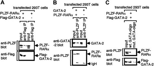 Fig. 5. Interaction of GATA-2 with PLZF-RARα. / Nuclear extracts of 293T cells transfected with the indicated expression plasmids were immunoprecipitated with anti-Flag (A) or anti-PLZF (B) antibody and were analyzed by Western blotting with anti-Flag and anti-PLZF antibodies (A) or anti- PLZF and anti-GATA-2 antibodies (B). (C) Nuclear extracts of 293T cells transfected with expression plasmids for PLZF-RARα and Flag-tagged GATA-2 were incubated with biotinylated oligonucleotides harboring GATA motifs (wt GATA-oligo) or biotinylated mutant oligonucleotides in which GATA motifs were substituted with TTTA (mut GATA-oligo). Oligonucleotides were recovered by incubating with streptavidin–agarose beads, and precipitated proteins were analyzed by Western blotting with anti-PLZF or anti-Flag antibody.