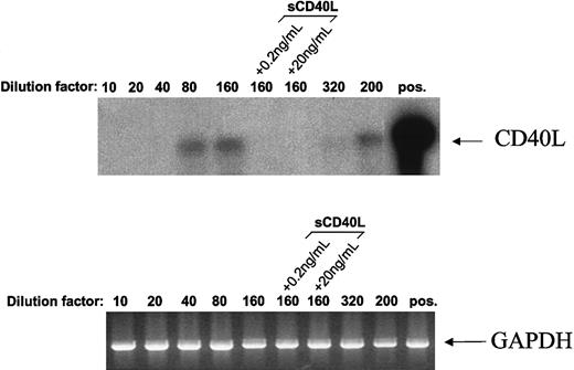 Fig. 8. Population depletion leads to induction of CD40L transcripts in L3055 cells. / CD40L expression was assessed in L3055 (wild-type) cells cultured at various densities by using reverse transcriptase-PCR. Cells (2 × 106) were plated out in increasing volumes of culture medium (10, 20, 40, 80, 160, 320, and one of 200 mL), in the absence or presence of sCD40L as indicated and cultured for 48 hours. Complementary DNAs were synthesized from total RNA isolated from these cultures and subjected to PCR by using primers specific for CD40L (upper panel) or glyceraldehyde phosphate dehydrogenase (lower panel). To increase the sensitivity of the detection, the CD40L PCR products were transferred onto nylon membrane and hybridized with a32P-labeled CD40L-specific oligo-probe. As a positive control for CD40L expression, RNA from CD40L-transfected mouse L cells was used (upper panel, pos). Data shown are representative of 4 similar experiments.