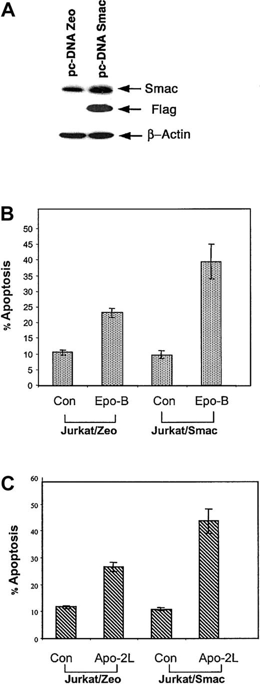 Fig. 1. Ectopic overexpression of Smac/DIABLO sensitizes Jurkat cells to Epo B– or Apo-2L/TRAIL–induced apoptosis. / Jurkat cells were transiently transfected with either a control vector (pcDNA3.1 Zeo) or a vector containing full coding sequence of Smac/DIABLO (pcDNA3.1 Smac). Forty-eight hours later, cells were harvested and Smac/DIABLO expression was determined by immunoblot analysis of the cell lysates by using anti-Flag and anti-Smac antibodies (A). Twenty-four hours after transfection, the cells were treated with 10 nM Epo B (B) or 2.5 ng/mL Apo-2L/TRAIL (C) for 24 hours. Following this, the percentage of apoptotic cells was determined by annexin V staining followed by flow cytometry. Values represent the mean ± SE of 3 independent experiments.