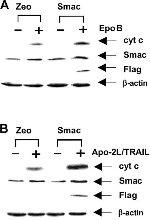 Fig. 2. Ectopic overexpression of Smac/DIABLO enhanced Epo B– or Apo-2L/TRAIL–induced cytosolic accumulation of cyt c and Smac/DIABLO in Jurkat cells. / Jurkat cells were transiently transfected with either the control vector (pcDNA3.1 Zeo) or pcDNA3.1-expressing Smac/DIABLO (pcDNA3.1 Smac). Twenty-four hours after transfection, cells were treated with 10 nM Epo B (A) or 2.5 ng/mL Apo-2L/TRAIL (B) for 24 hours. Following this treatment, the S-100 fractions were obtained from the harvested cells and used for the immunoblot analyses for the cytosolic cyt c and Smac.