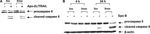 Fig. 3. Ectopic overexpression of Smac/DIABLO does not enhance Apo-2L/TRAIL–induced DISC and its processing of caspase-8. / Jurkat cells were transiently transfected with either the control vector (pcDNA3.1 Zeo) or pcDNA3.1-expressing Smac/DIABLO (pcDNA3.1 Smac). Twenty-four hours after transfection, cells were treated with either 100 ng/mL Apo-2L/TRAIL for 2 hours or 10 nM Epo B for 4 or 24 hours. Following this, cells were harvested and cell lysates were obtained. These were either immunoprecipitated with anti-DR4 and anti-DR5 antibodies and immunoblotted with anticaspase-8 antibody to evaluate its recruitment to and processing by DISC (A), or the cell-lysates were immunoblotted with anticaspase-8 and β-actin antibodies (β-actin serving as the loading control) (B). Immunoblots are representative of results from 3 experiments.