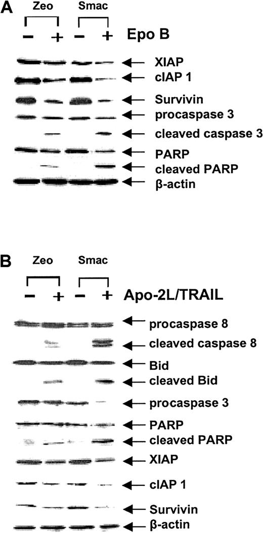 Fig. 4. Ectopic overexpression of Smac/DIABLO enhanced Epo B– or Apo-2L/TRAIL–induced processing and activity of caspase-3 and down-regulation of the levels of XIAP, cIAP, and survivin. / Jurkat cells were transiently transfected with either the control vector (pcDNA Zeo) or pcDNA-expressing Smac (pcDNA Smac). Twenty-four hours after transfection, cells were treated with 10 nM Epo B (A) or 2.5 ng/mL Apo-2L/TRAIL (B) for 24 hours. Following this, cell lysates were obtained from treated and untreated cells, and immunoblot analysis of caspase-8 (processing), Bid, PARP, caspase-3, XIAP, cIAP1, or survivin was performed; β-actin was used as loading control.