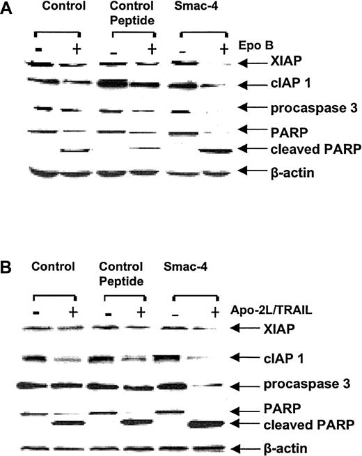 Fig. 6. Cotreatment with Smac-4 peptide enhanced Epo B– or Apo-2L/TRAIL–induced processing and activity of caspase-3 and down-regulation of the levels of XIAP, cIAP, and survivin. / Jurkat cells were treated with either 10 μM of control or Smac-4 peptide for 3 hours, followed by treatment with 10 nM Epo B or 2.5 ng/mL Apo-2L/TRAIL and/or the control or Smac-4 peptide for 24 hours. Following these treatments, Jurkat cells were treated with either a control peptide or 4–amino acid Smac peptide (10 μM for 3 hours), followed by treatment with Epo B (10 nM) (A) or Apo-2L/TRAIL (2.5 ng/mL) (B) for 24 hours. Following this, cell lysates were obtained from treated and untreated cells and immunoblot analysis of PARP, caspase-3, XIAP, or cIAP1 was performed; β-actin was used as a loading control.
