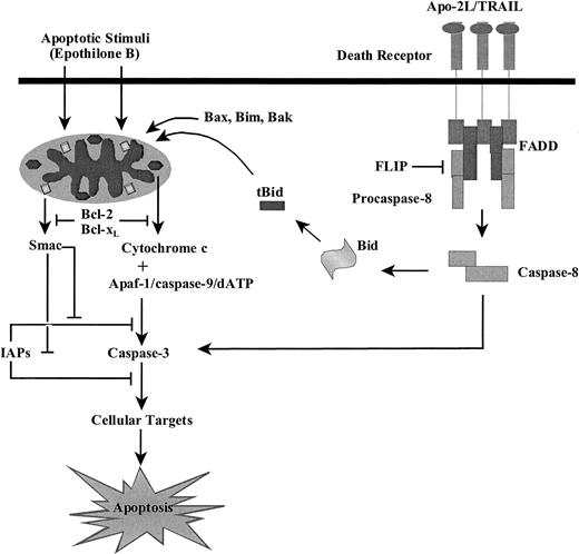 Fig. 7. Schematic representation of the mechanism of Smac/DIABLO- (or Smac-4–) mediated sensitization of Epo B– or Apo-2L/TRAIL–induced activation of caspases-9 and -3 and apoptosis.