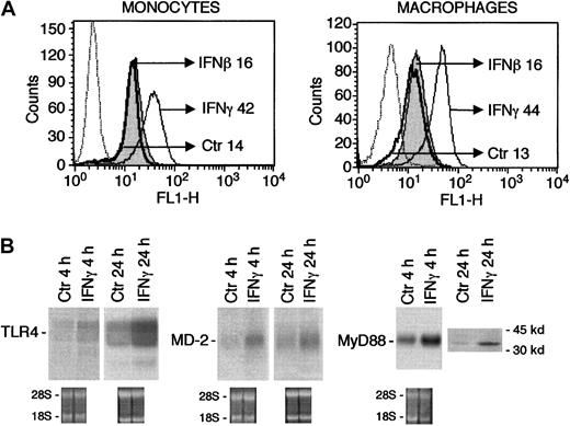 Fig. 1. Stimulation of TLR4 expression in human mononuclear phagocytes by IFNγ. / (A) TLR4 surface expression in human monocytes and macrophages exposed to IFNγ or IFNβ (500 U/mL, 24 hours) compared with cells treated with medium alone (Ctr). MCF is indicated for each treatment. Dotted line indicates irrelevant control mAb. (B) Human monocytes were treated with IFNγ (500 U/mL) or with medium alone (Ctr) for 4 or 24 hours and analyzed for their TLR4, MD-2, and MyD88 mRNA content by Northern blotting. The lower part of the panel shows the ethidium bromide staining, after RNA transfer to the membrane. Western analysis is also shown for MyD88 (IFNγ, 500 U/mL, 24 hours).