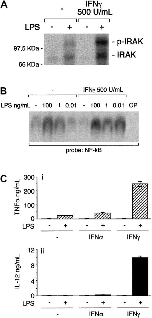Fig. 4. IFNγ priming for signaling and responsiveness to LPS. / Human fresh monocytes were preincubated overnight with IFNγ or IFNα at 500 U/mL or with medium alone and then exposed to different concentrations of LPS as indicated in each lane. (A) After a treatment with LPS (10 ng/mL) for 45 minutes, cells were lysed and IRAK activation was determined. The figure shows autophosphorylation of IRAK (p-IRAK). (B) Cells were lysed after a 2-hour LPS treatment and nuclear extracts analyzed for NF-kB DNA binding activity by EMSA. CP: the 100 ng/mL LPS-treated extract in lane 6 was also incubated with32P-labeled NF-kB probe plus a 100-fold excess unlabeled NF-kB probe. (C) After exposure to LPS (100 ng/mL) for 6 hours, supernatants were analyzed for secreted TNFα (gray columns, i) and IL-12 (filled columns, ii). Error bars represent SDs of triplicate samples. Similar results were obtained in monocyte-derived macrophages.