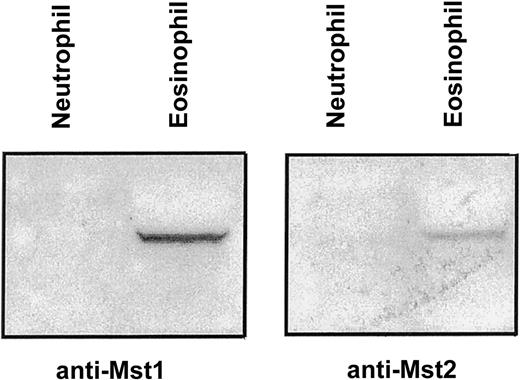 Fig. 2. Immunoblot detection of Mst1 and Mst2 in human eosinophils and neutrophils. / Eosinophil and neutrophil lysates were subjected to 10% SDS-PAGE and the presence of Mst1 and Mst2 was detected by immunoblotting with antibodies to the N-terminal catalytic fragment. A representative autoradiograph obtained from 3 independent experiments is shown.