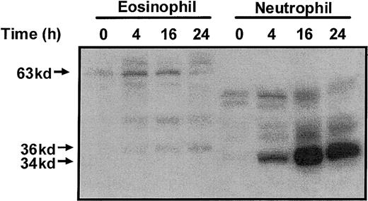 Fig. 3. Profile of myelin basic protein kinase activation during constitutive eosinophil and neutrophil apoptosis. / Constitutive eosinophil and neutrophil apoptosis was induced by incubation in the absence of survival-promoting cytokines. At the indicated times, the cells were lysed by the addition of ice-cold immunoprecipitaton buffer, and soluble fractions were prepared and subjected to electrophoresis on 10% SDS-PAGE. Protein kinase activities were assayed using an “in gel” renaturation kinase assay employing MBP as the substrate. A representative autoradiograph obtained from 3 independent experiments is shown.