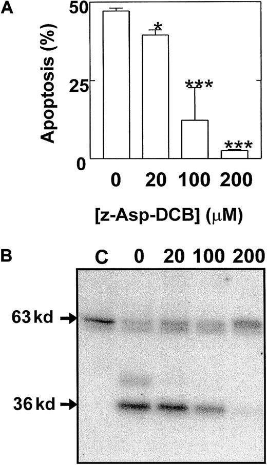 Fig. 5. Eosinophil apoptosis and activation of p36 MBPK is mediated by caspase cleavage. / Cells were pretreated for 2 hours in the absence and presence of 20 μM to 200 μM of the broad specificity caspase inhibitor, z-Asp-CH2-DCB, and then cultured for a further 24 hours. The percentage apoptotic cells (mean ± SEM of 3 independent determinations) was then enumerated by PI-labeling of DNA fragmentation (A). Kinase activity was measured by “in gel” renaturation assays using MBP as a substrate. A representative autoradiograph obtained from 3 independent experiments is shown in B. C indicates control cells at 0 hours. P versus control: * < .05 and *** < .005.