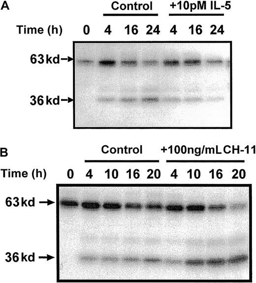 Fig. 6. p36 MBPK activation is inhibited by the survival-promoting cytokine, IL-5, and enhanced by the Fas/CD95 agonist, CH-11. / Eosinophils were incubated in the absence and presence of either IL-5 (10 pM; A), or the Fas-activating antibody, CH-11 (100 ng/mL; B) for the indicated times. Cells were then lysed by the addition of ice-cold immunoprecipitaton buffer, and soluble fractions were prepared, separated by 10% SDS-PAGE, and the kinases detected by “in gel” renaturation assays using MBP as a substrate. Representative autoradiographs obtained from 3 independent experiments are shown.