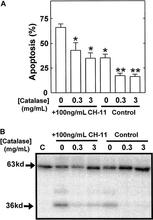 Fig. 7. Eosinophil apoptosis and the activation of p36 MBPK is attenuated by catalase. / Eosinophils were aged for 24 hours in the absence or presence of the Fas-activating antibody, CH-11 (100 ng/mL), together with the indicated concentrations of catalase. The percentage of apoptotic cells (mean ± SEM of 3 independent determinations) was then enumerated by PI-labeling of DNA fragmentation (A). Kinase activity was measured by “in gel” renaturation assays using MBP as a substrate. A representative autoradiograph obtained from 3 independent experiments is shown in B. C indicates control cells at 0 hours. P versus no catalase: * < .05 and ** < .01.